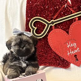 Shih Tzu Puppies from Stanford's Shih Tzus