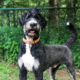 Duke - Bernedoodle