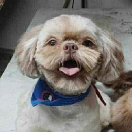 Ted - Shih Tzu