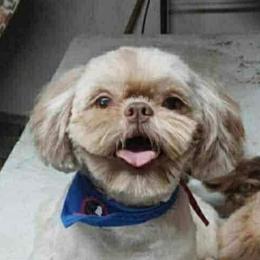 Ted - Shih Tzu
