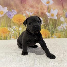 Violet- Grey(blue) female - Gray female Cane Corso puppy in Loogootee, Indiana from Walnut Creek Cane Corso