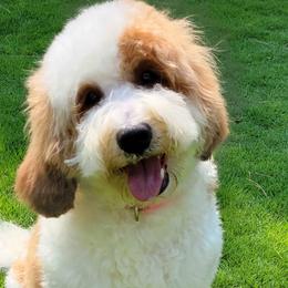 London - Bernedoodle