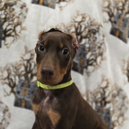 Boy 2 - Red and rust male Doberman Pinscher puppy in Hollyberry, Georgia from Jeti Dobermans