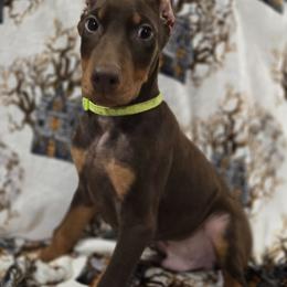 Boy 2 - Red and rust male Doberman Pinscher puppy in Hollyberry, Georgia from Jeti Dobermans