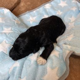Boy2 - Black male Goldendoodle puppy in Sugarcreek, Ohio from True Hearted Doodles
