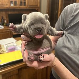 Bulldog and French Bulldog Puppies from Crystals Bulldog Bungalow