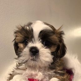 Max - Brindle and white male Shih Tzu puppy in Rockmart, Georgia from Sonya Garrett