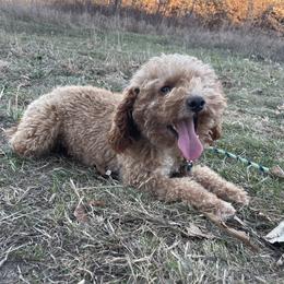Elvus - Poodle