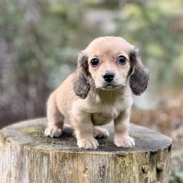 Dachshund Puppies from Northwest Dachshunds