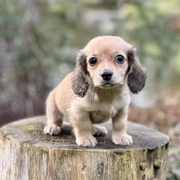 Dachshund Puppies from Northwest Dachshunds