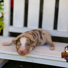 Sundown - Red merle female Toy Australian Shepherd puppy in Granbury, Texas from Best Little Aussies