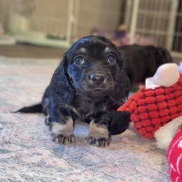 Sunflower - Black and cream female Dachshund puppy in Hornbeck, Louisiana from A&Z Mini Dachshunds