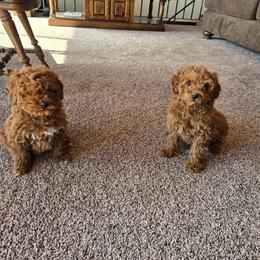 Pekingese, Poodle, and Shih Tzu Puppies from Happy puppies