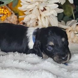 Cyan - Black and cream male Dachshund puppy in Lakeland, Florida from Buckwild Doxies