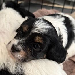 Cavapoo Puppies from Palmetto Companion Puppies