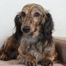 Caedus - Dachshund