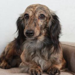 Caedus - Dachshund
