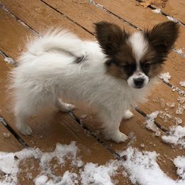 Papillon Puppies from A Breed Apart Papillons