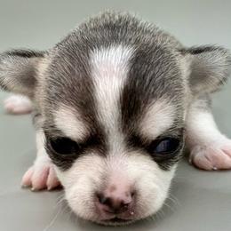 Girl 1 - Black sabled fawn female Chihuahua puppy in Westport, New York from Chantilly chihuahuas