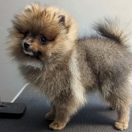 Pomeranian Puppies from Pop Off Pomeranians