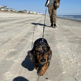 Dachshunds from Lizzie’s Doxies