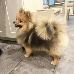 Willow - Pomeranian