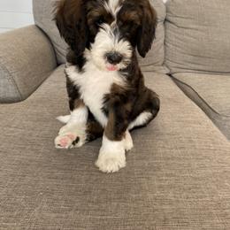 Bernedoodle Puppies from Sunset Family Farm