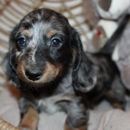 Boy 3 - Blue and tan male Dachshund puppy in Craig, Colorado from Rocky Mountain Shih Tzus and Dry Creek Miniature Dachshunds
