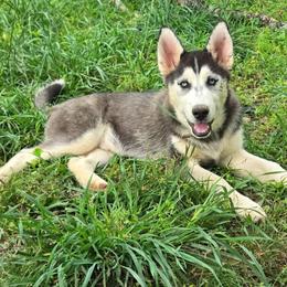 Pepper - Black and white male Siberian Husky puppy in Nashville, Tennessee from Love My Paws