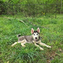 Pepper - Black and white male Siberian Husky puppy in Nashville, Tennessee from Love My Paws