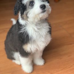 Aussiedoodle All Grown Up from White Pine Farm
