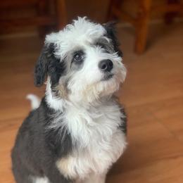 Aussiedoodle All Grown Up from White Pine Farm