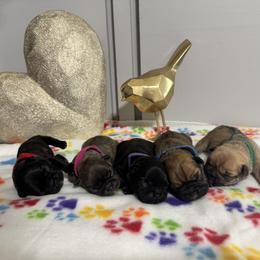 French Bulldog Puppies from jack & Ruby's Frenchies