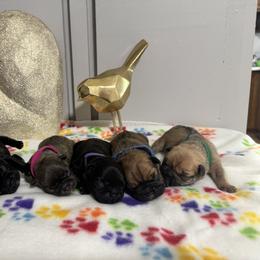 French Bulldog Puppies from jack & Ruby's Frenchies