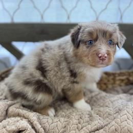 Girl 5: Azalea - Red merle female Australian Shepherd puppy in Volant, Pennsylvania from Addie's Aussies