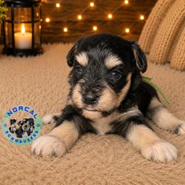 Tucker - Black and silver male Miniature Schnauzer puppy in Magalia, California from NorCal Schnauzers