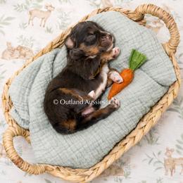 Dr. Pepper - Red tri male Miniature Australian Shepherd puppy in Oklahoma City, Oklahoma from Outland Toy & Mini Aussies