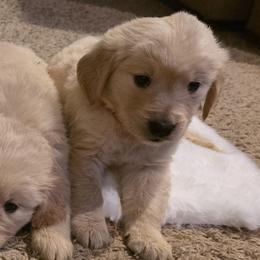 Baby girl orange - Light golden female Golden Retriever puppy in Clarksville, Tennessee from 255 Goldens