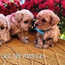 Poodle Puppies from Wendy's Poodles