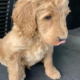 Aussiedoodle and Goldendoodle Puppies from Hickory Lane Doodles