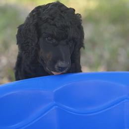 Elowyn - Phantom female Poodle puppy in La Belle, Florida from Shieldwall Kennels