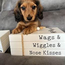 Hazel - Red female Dachshund puppy in Stuart, Iowa from Johnson Family Corgis and more