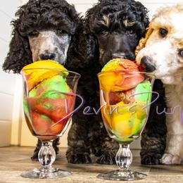 Poodle Puppies from Devin’s Purple Poodles