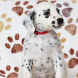 Red - White and black female Dalmatian puppy in Cottage Grove, Oregon from Hidden Hills Dalmatians