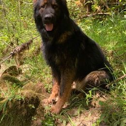 German Shepherd All Grown Up from Vom Hiatt German Shepherds
