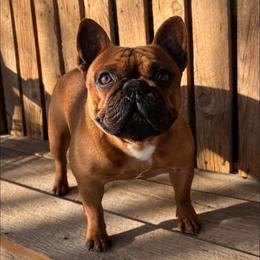 Tori - French Bulldog