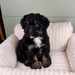 Croissant BLUE EYES - male Australian Mountain Doodle puppy in Sweetwater, Florida from Sandy Snout Doodles