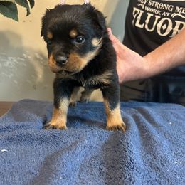 Girl 5 - Rottweiler puppy in Ohio from Vom Hause Bishop