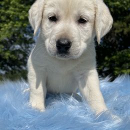 Summers - Yellow Labrador Retriever puppy in Harrison, Arkansas from Brandywine Labradors