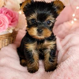 Precious Girl - Blue and gold female Yorkshire Terrier puppy in Stanton, California from Essence of Grace Yorkies